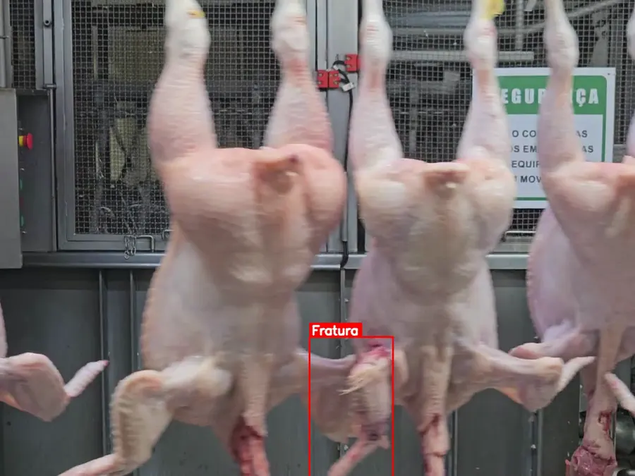 Kindra Inspection marcando uma fratura numa carcaça de frango na linha do frigorífico