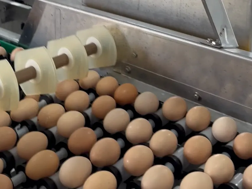Ovos vermelhos passando pelos roletes da esteira