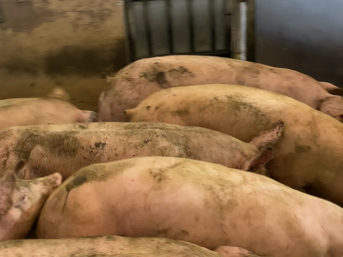 Suínos recém-chegados na recepção do frigorífico