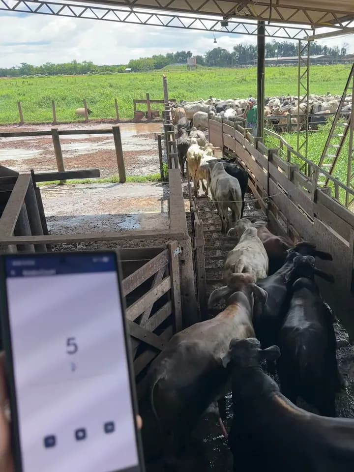 Bovinos no curral e celular mostrando a contagem na tela