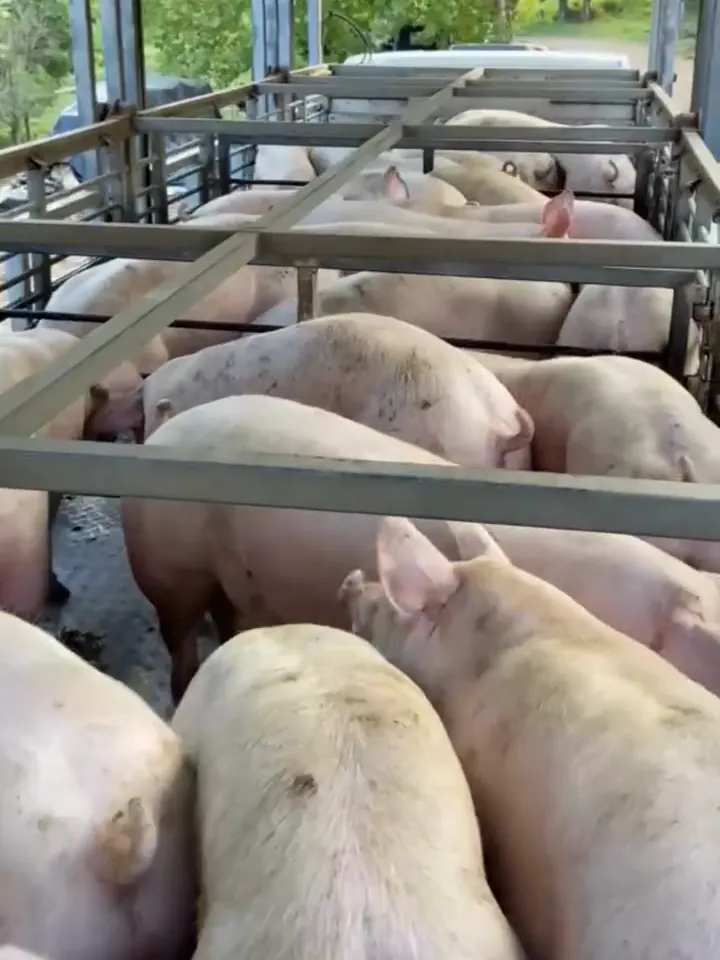Suínos dentro do caminhão, prontos para o transporte