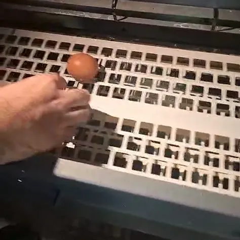 Mão colocando um ovo na esteira