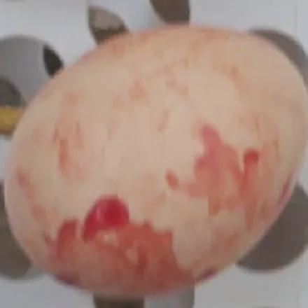 Ovo sujo de sangue, visto pela câmera