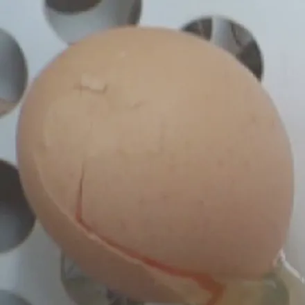 Ovo com trinca na casca, visto pela câmera