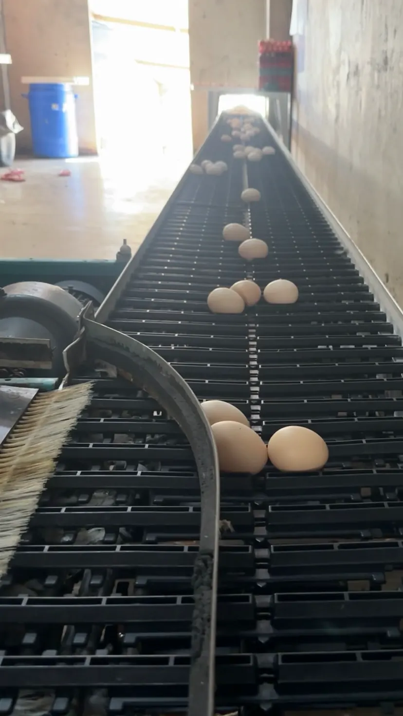 Câmera Kindra acima da esteira de ovos, com os ovos passando