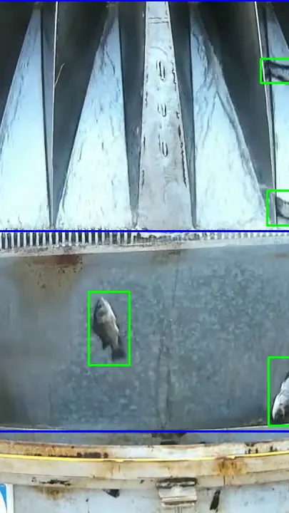 Câmera Kindra contando tilápias na passagem, com cada peixe marcado e o total no canto