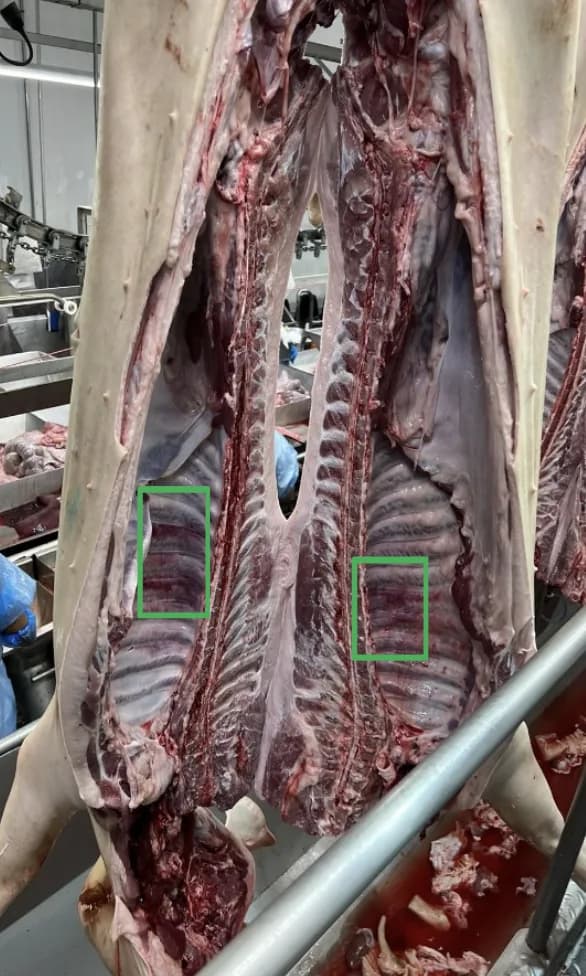 Meia-carcaça suína na linha, com duas ocorrências marcadas pela câmera nas costelas