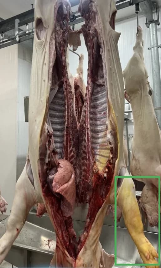 Carcaça suína na linha, com uma ocorrência marcada pela câmera no pernil